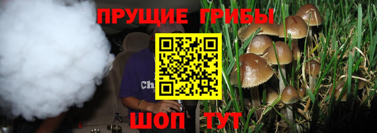 Партизанск  что такое   Вход с VPN  Галлюциногенные грибы Cubensis 